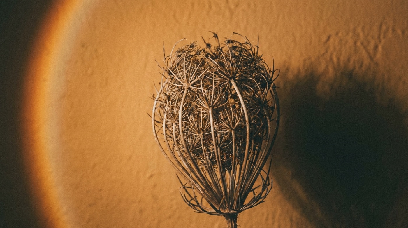 A macro of a dried botanical seed head, rimmed in amber light.